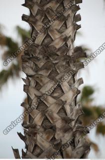 photo texture of palm bark 0020